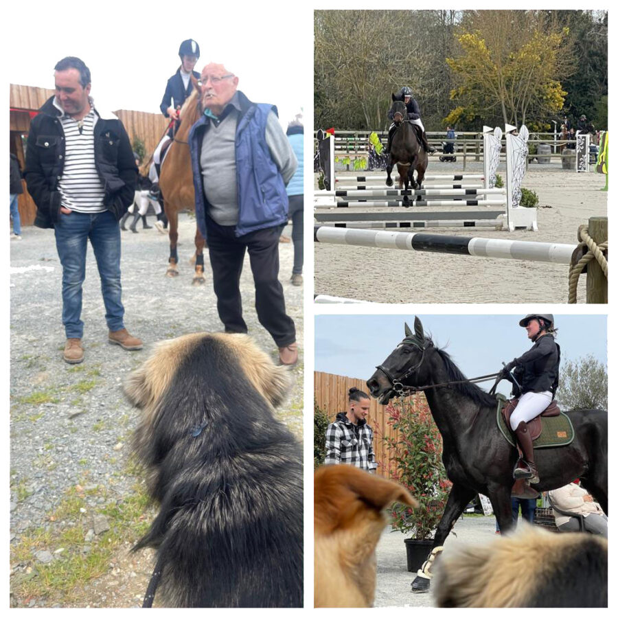 Dogs,-horses,-Alberto