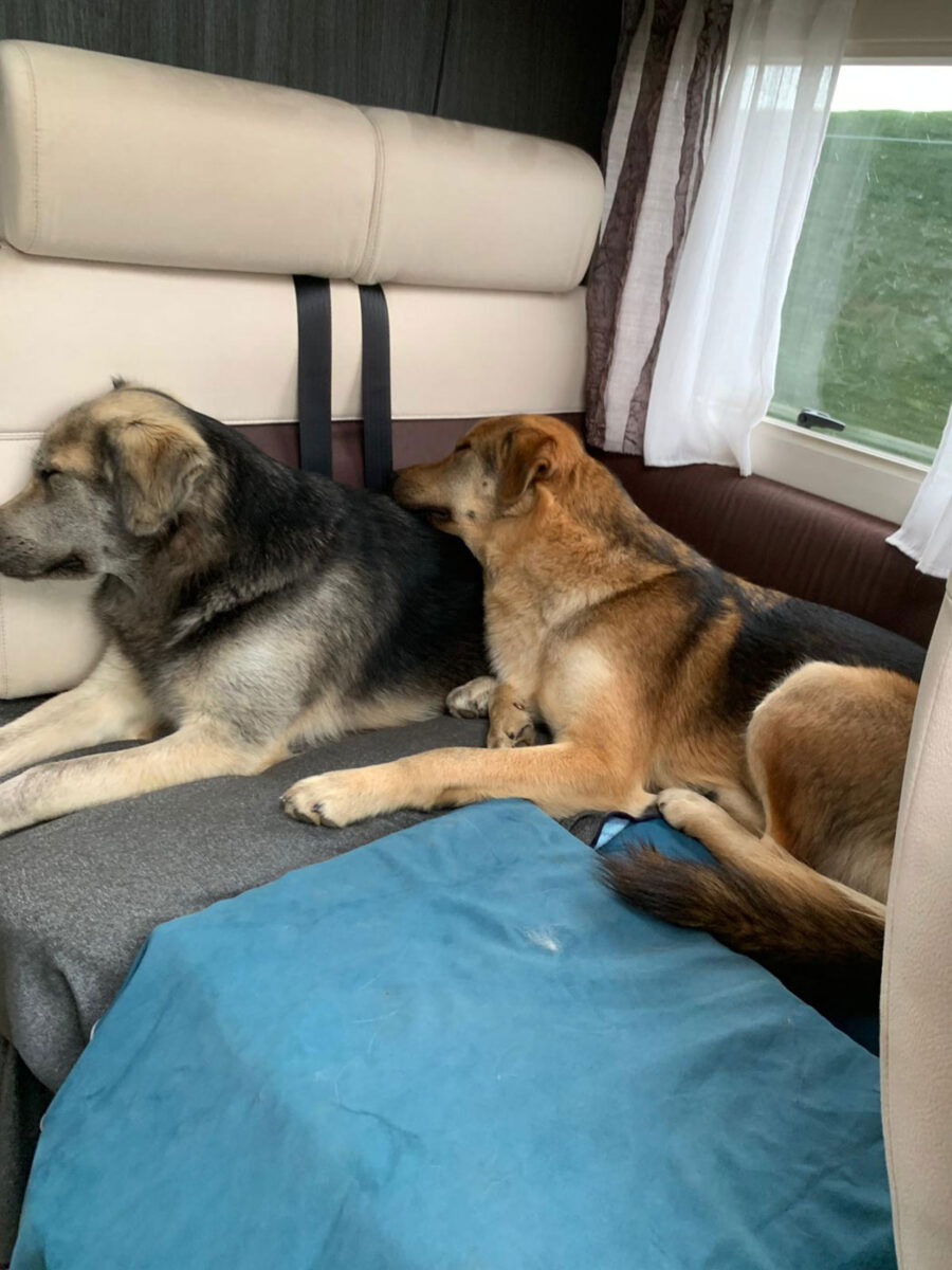dogs-travelling-in-a-motorhome