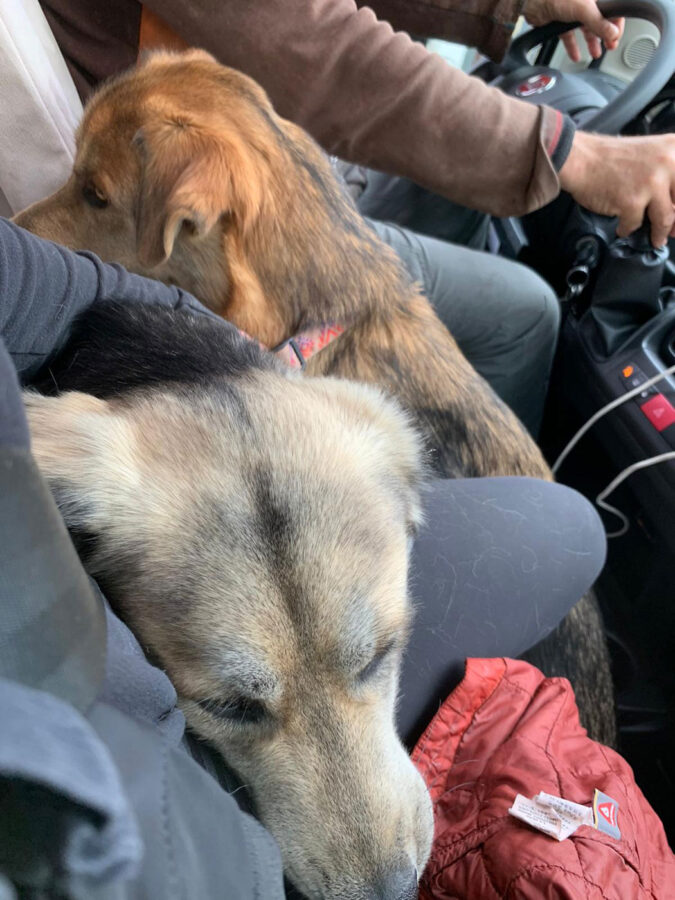 driving-a-motorhome-with-two-dogs